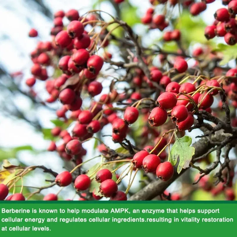 Berberine Capsules Support Oral Inflammation Intestinal Infection Blood Sugar Lipid Regulation Cardiovascular and Antioxidant